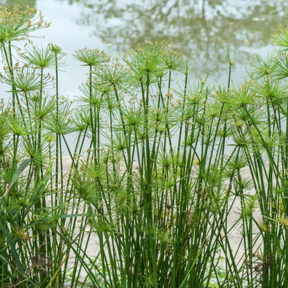Egyptian Papyrus Flower seeds for Planting - Seasonal Bloomer, Heirloom & GMO Free Seeds for Home Garden
