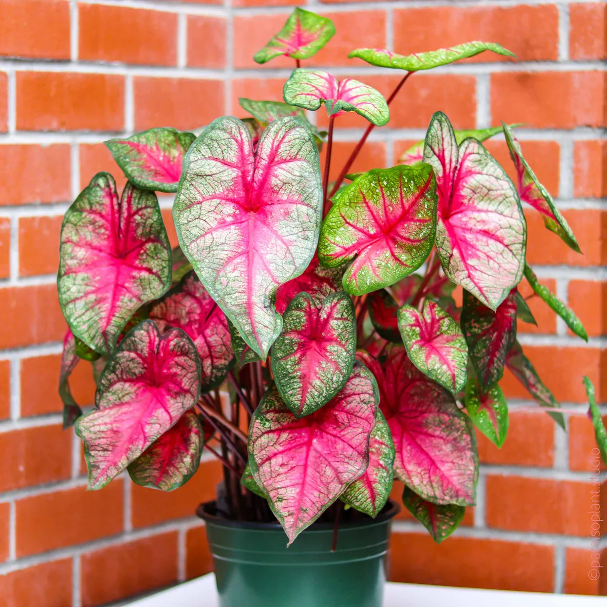 Caladium Flower seeds for Planting Vibrant Colors Heirloom & GMO Free Seeds for Home Garden