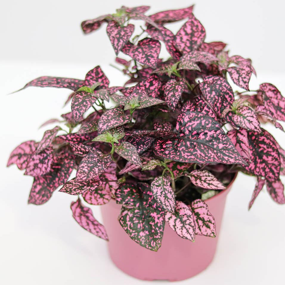 Pink Green Hypoestes Splash Flower seeds for Planting Bright Blooms, Heirloom & GMO Free Seeds for Home Garden vegetable and garden seeds
