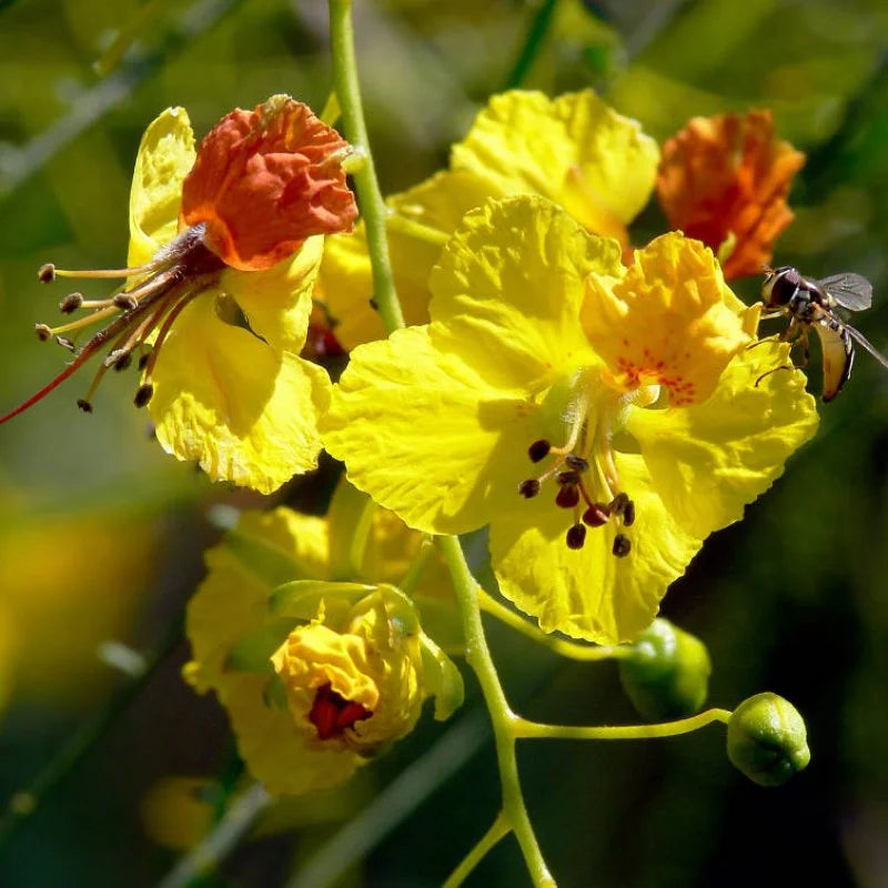 Parkinsonia Aculeata Flower seeds for Planting Pollinator Friendly Heirloom & GMO Free Seeds for Home Garden