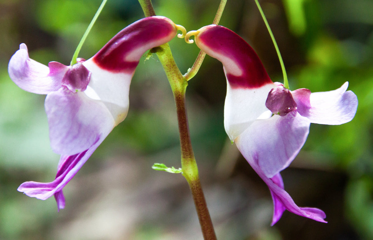 Parrot Orchid Flower seeds for Planting Compact Growth Heirloom & GMO Free Seeds for Home Garden