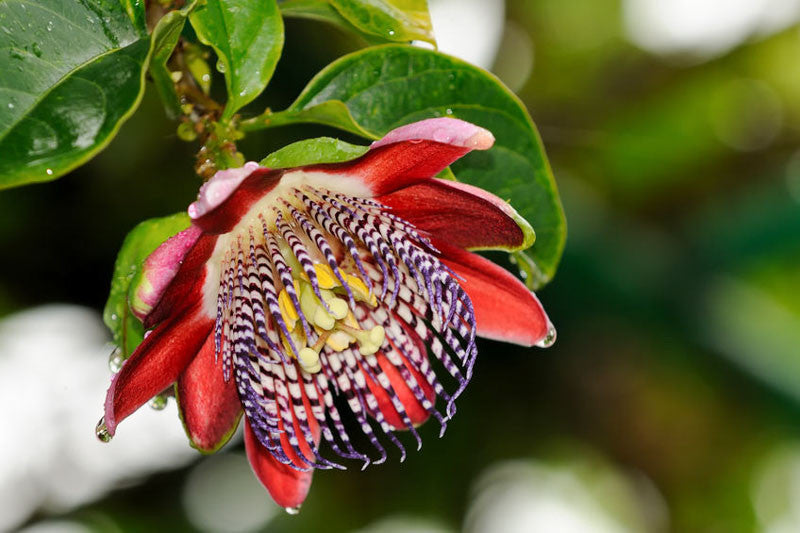 Premium Red Passiflora Alata Flower seeds for Planting Premium Quality, Heirloom & GMO Free Seeds for Home Garden seeds