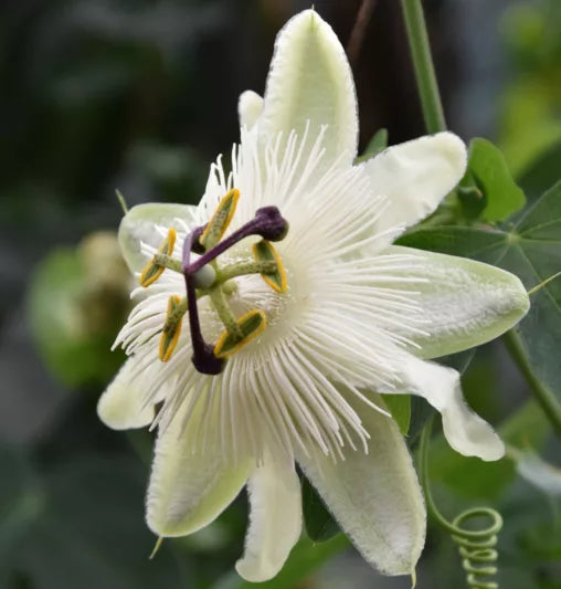 High quality White Passiflora Flower seeds for Planting Hardy Variety, Heirloom & GMO Free Seeds for Home Garden seeds pack