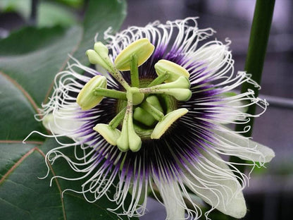 Sweet Grenadilla Passiflora Flower seeds for Planting Colorful Display Heirloom & GMO Free Seeds for Home Garden
