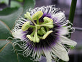 Passionflower Flower seeds for Planting Drought Tolerant, Heirloom & GMO Free Seeds for Home Garden seeds for planting