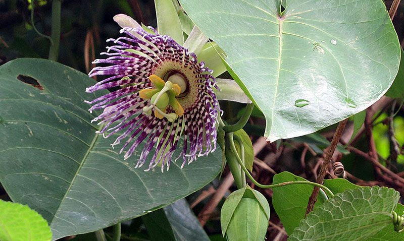 Sweet Grenadilla Passiflora Flower seeds for Planting Colorful Display Heirloom & GMO Free Seeds for Home Garden