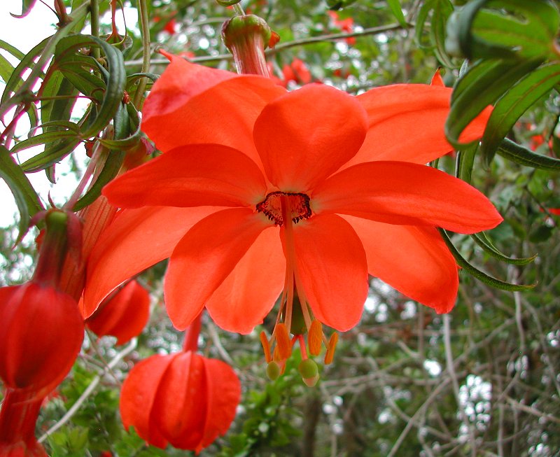 Passiflora Parritae Flower seeds for Planting, Seasonal Bloomer Heirloom & GMO Free Seeds for Home Garden
