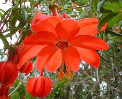 Passiflora Parritae Flower seeds for Planting, Seasonal Bloomer Heirloom & GMO Free Seeds for Home Garden