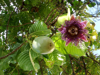 Giant Granadilla (Passiflora Quadrangularis) Red Passion Flower Vine Seeds - Yellow Fruit