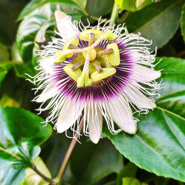 Passion Flower seeds for Planting Low Maintenance, Heirloom & GMO Free Seeds for Home Garden vegetable and garden seeds