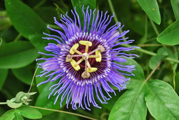 Heirloom Passion Flower seeds for Planting Easy to Grow Heirloom & GMO Free Seeds for Home Garden