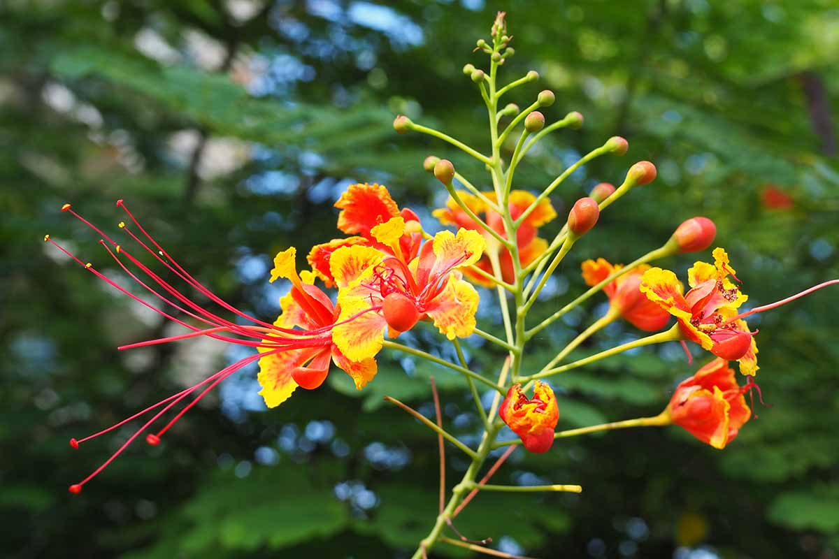 Red Caesalpinia or Peacock Flower seeds for Planting Shade Tolerant, Heirloom & GMO Free Seeds for Home Garden vegetable and garden seeds