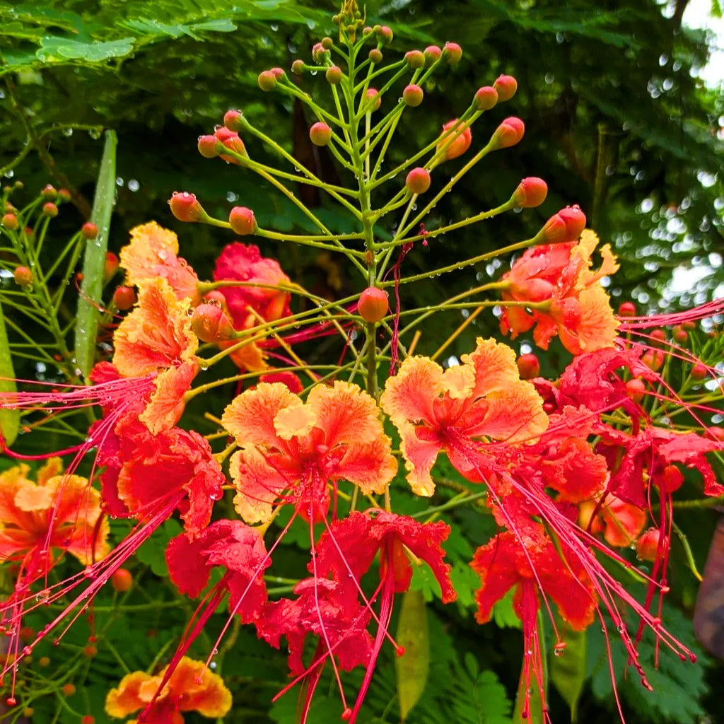 Premium Red Caesalpinia or Peacock Flower seeds for Planting Shade Tolerant, Heirloom & GMO Free Seeds for Home Garden seeds