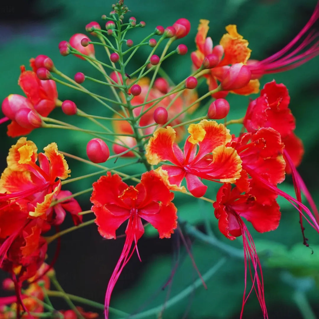 Caesalpinia Pulcherrima Flower seeds for Planting Sun Loving, Heirloom & GMO Free Seeds for Home Garden vegetable and garden seeds