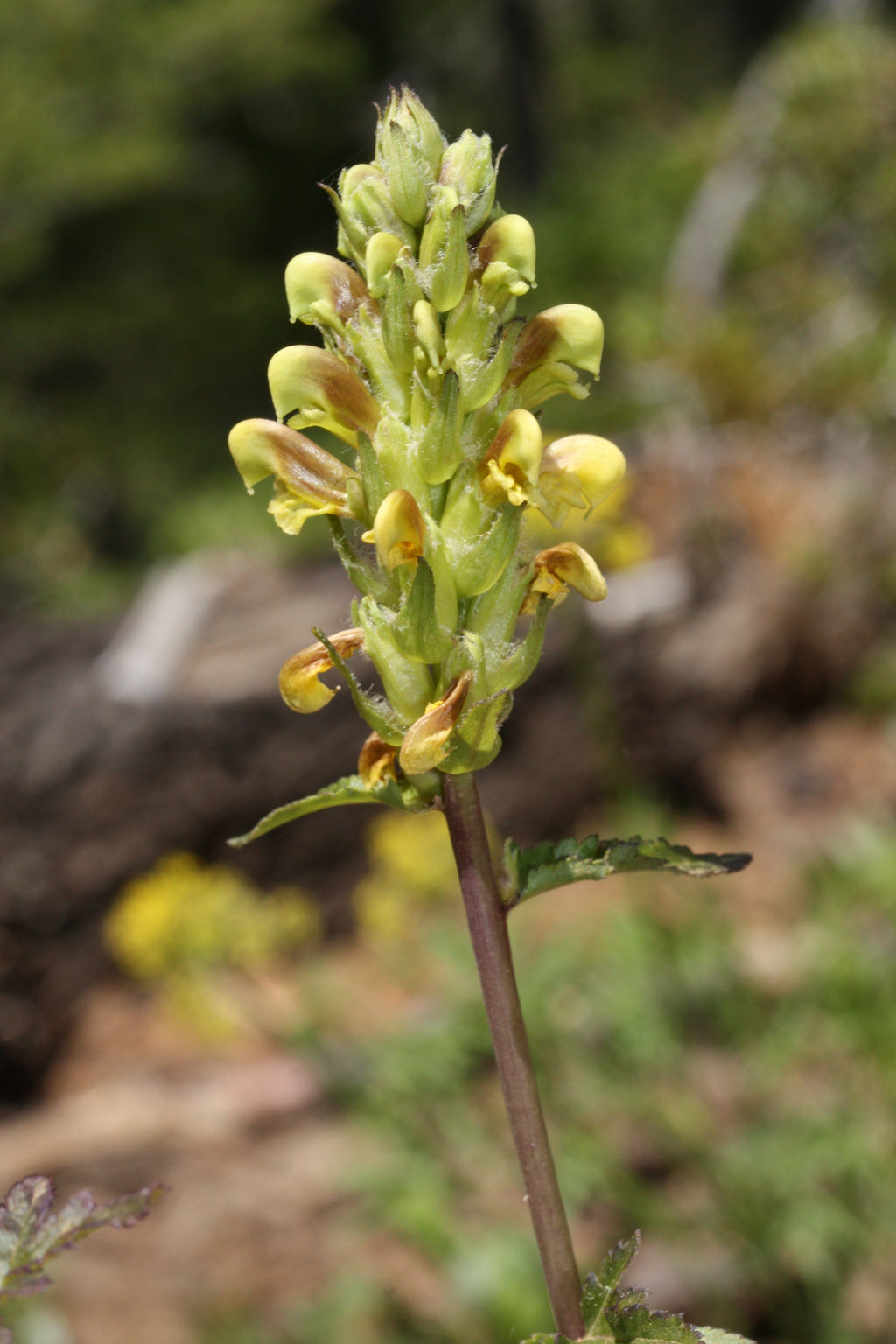 Yellow Pedicularis Lanceolata Flower seeds for Planting Sun Loving, Heirloom & GMO Free Seeds for Home Garden seeds for planting