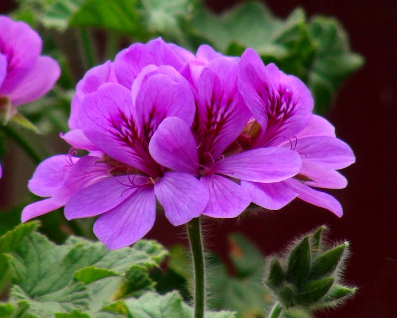 Purple Geranium Flower seeds for Planting Cottage Garden Essential, Heirloom & GMO Free Seeds for Home Garden vegetable and garden seeds