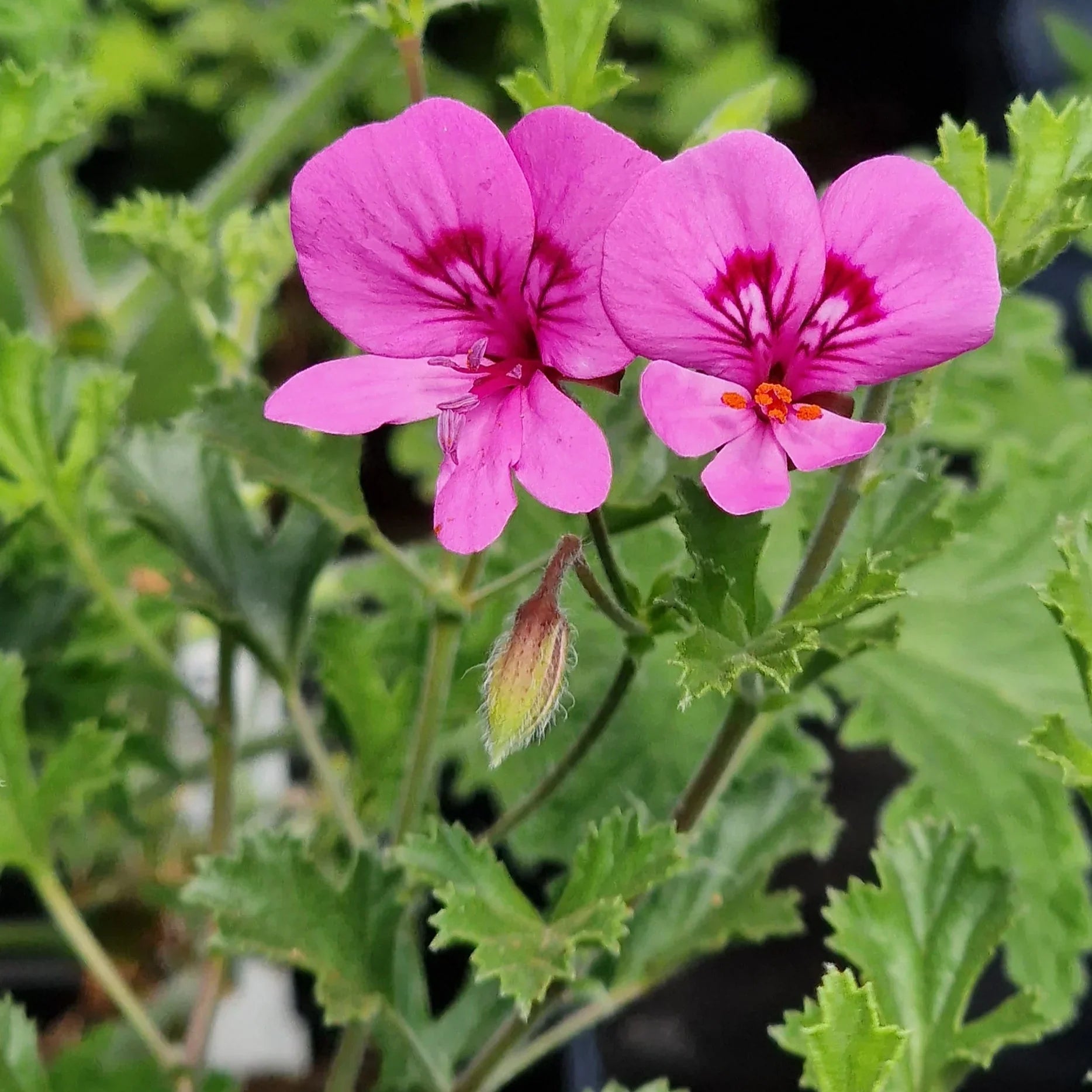 High quality Purple Tornado Geranium Flower seeds for Planting Garden Favorite, Heirloom & GMO Free Seeds for Home Garden seeds pack