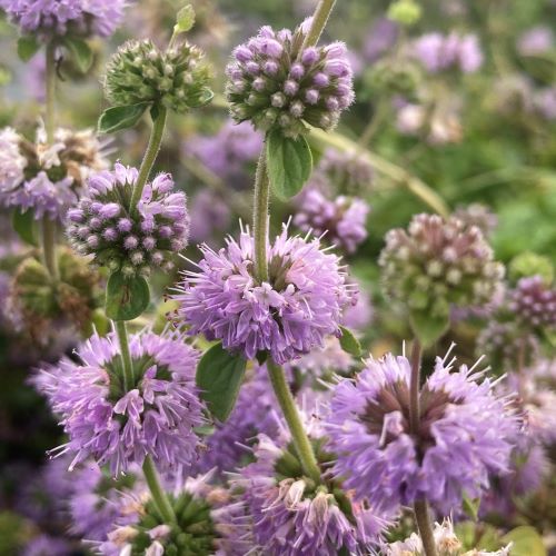 Premium Violet Pennyroyal Flower seeds for Planting Cut Flower Favorite, Heirloom & GMO Free Seeds for Home Garden seeds