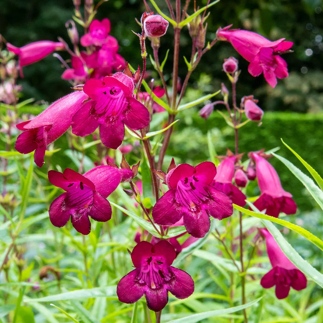 Garnet Stem Flower seeds for Planting Sun Loving Heirloom & GMO Free Seeds for Home Garden