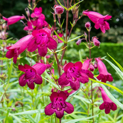 Garnet Stem Flower seeds for Planting Sun Loving Heirloom & GMO Free Seeds for Home Garden