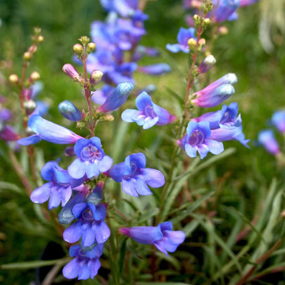 Penstemon Heterophyllus Flower seeds for Planting Wildflower Mix Heirloom & GMO Free Seeds for Home Garden
