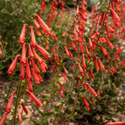 Heirloom Penstemon Eatonii Flower seeds for Planting Perfect for Borders Heirloom & GMO Free Seeds for Home Garden