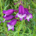 Purple Mexicali Sunburst Penstemon Flower seeds for Planting Seasonal Bloomer, Heirloom & GMO Free Seeds for Home Garden seeds for planting
