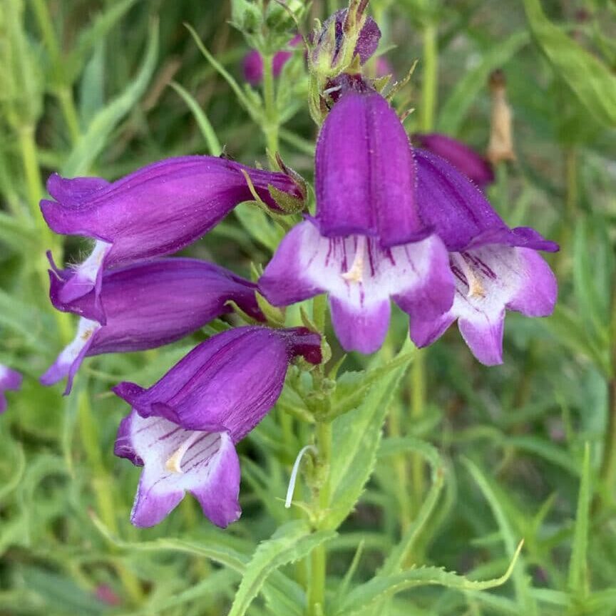 Purple Mexicali Sunburst Penstemon Flower seeds for Planting Seasonal Bloomer, Heirloom & GMO Free Seeds for Home Garden seeds for planting