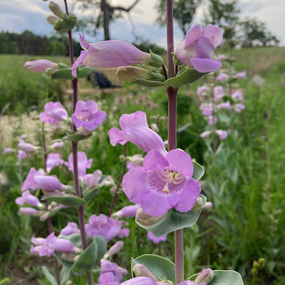 Penstemon Grandiflorus Flower seeds for Planting, Compact Growth Heirloom & GMO Free Seeds for Home Garden