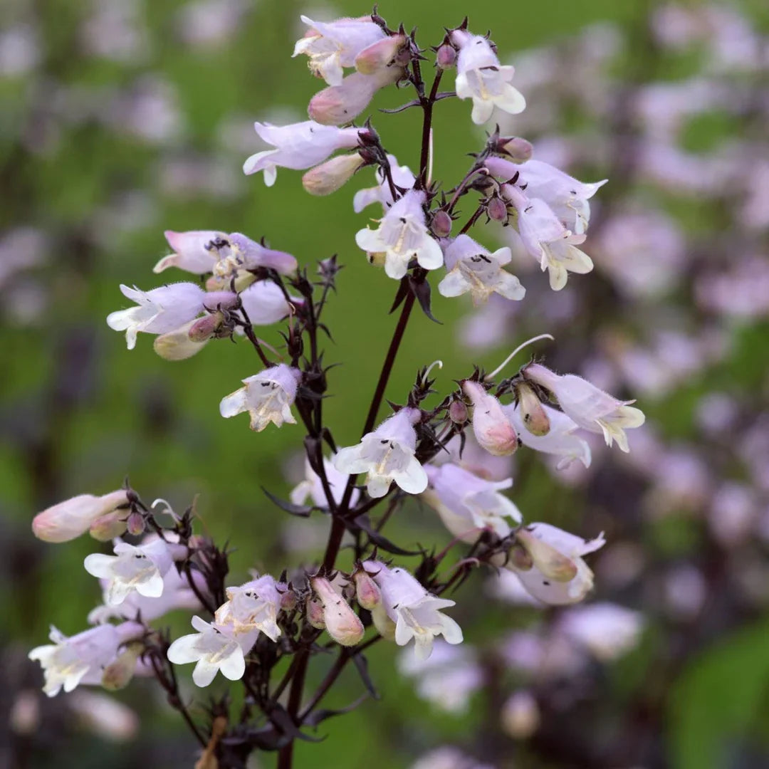 White Snowbells Flower seeds for Planting Pollinator Friendly, Heirloom & GMO Free Seeds for Home Garden vegetable and garden seeds