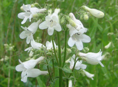 Heirloom Beardtongue Flower seeds for Planting Cottage Garden Essential Heirloom & GMO Free Seeds for Home Garden