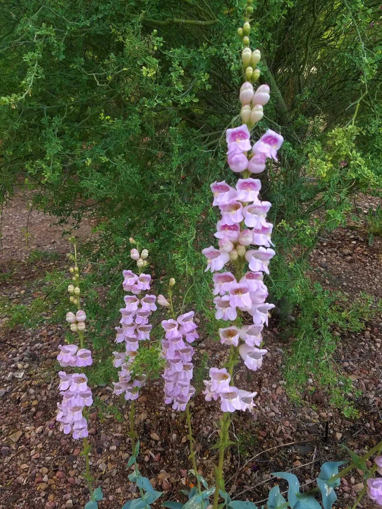 High quality Violet Penstemon Flower seeds for Planting Hardy Variety, Heirloom & GMO Free Seeds for Home Garden seeds pack