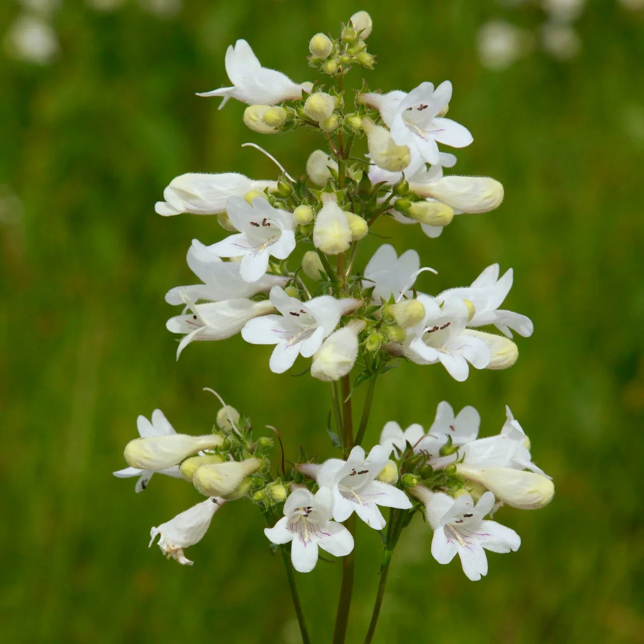 Heirloom Beardtongue Flower seeds for Planting Cottage Garden Essential Heirloom & GMO Free Seeds for Home Garden
