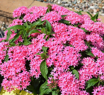 Heirloom Pentas Lanceolata Flower seeds for Planting Long Bloom Season Heirloom & GMO Free Seeds for Home Garden