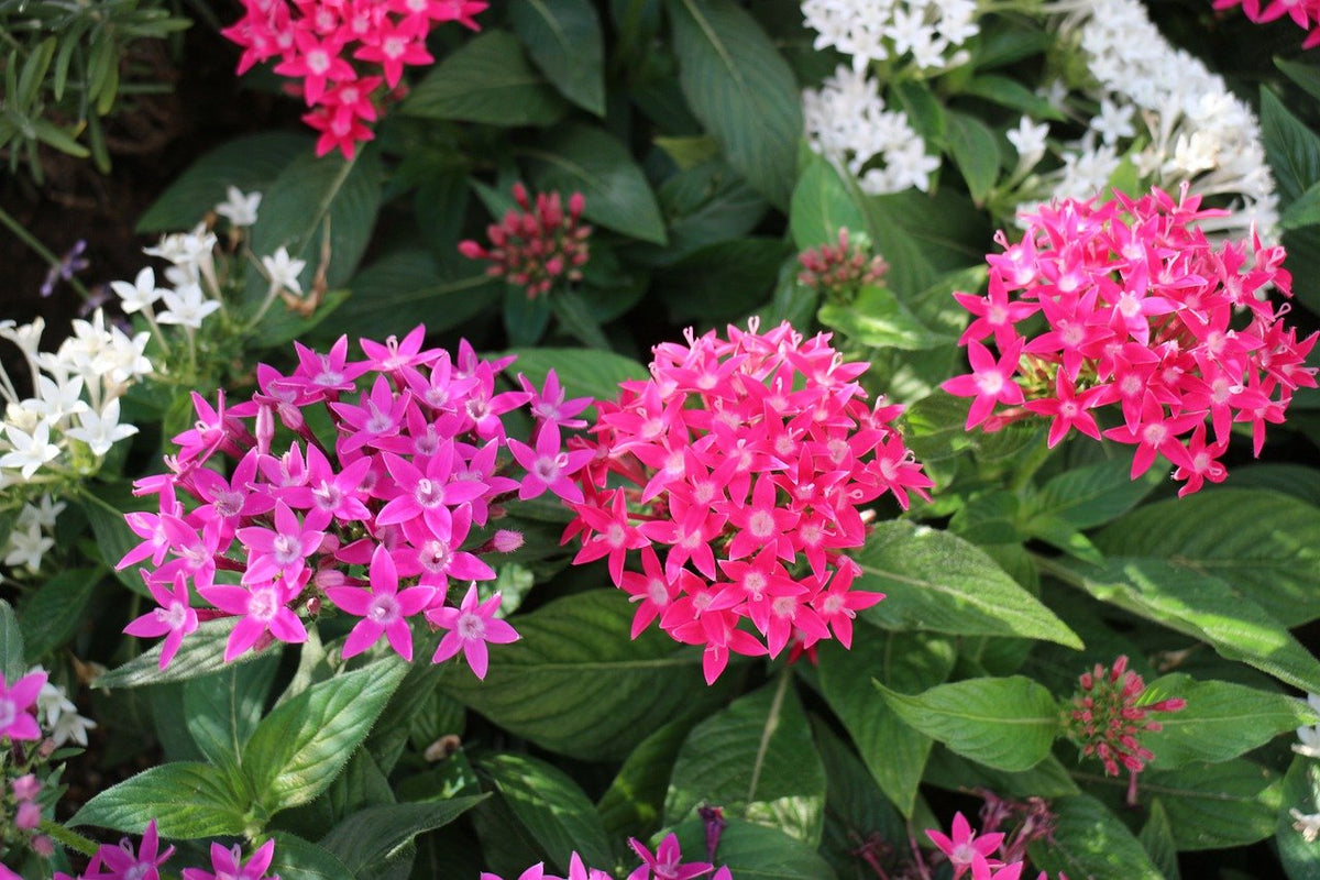 Pentas Flower seeds for Planting Vibrant Colors Heirloom & GMO Free Seeds for Home Garden