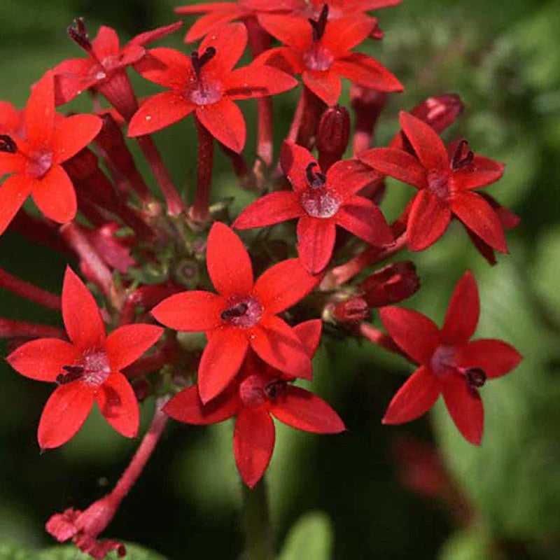 Red Pentas Flower seeds for Planting Perfect for Borders, Heirloom & GMO Free Seeds for Home Garden vegetable and garden seeds