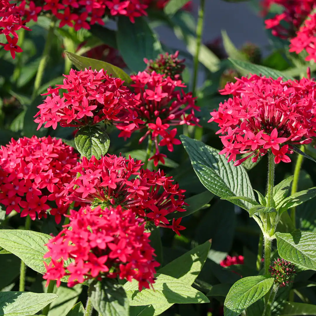 High quality Pink Pentas Flower seeds for Planting Vibrant Colors, Heirloom & GMO Free Seeds for Home Garden seeds pack