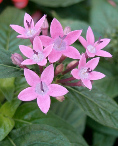 Heirloom Pentas Lanceolata Flower seeds for Planting Long Bloom Season Heirloom & GMO Free Seeds for Home Garden