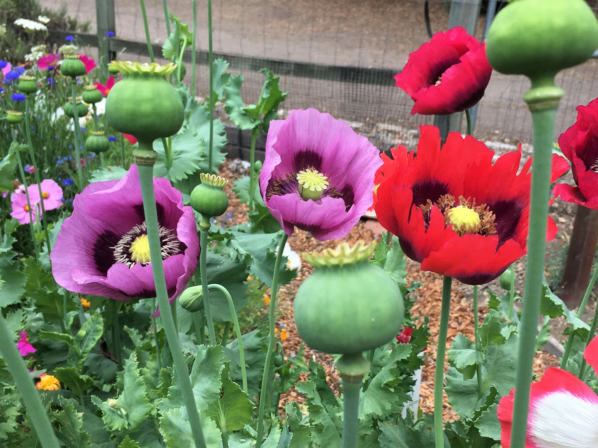 Pepperbox Flower seeds for Planting Wildflower Mix Heirloom & GMO Free Seeds for Home Garden