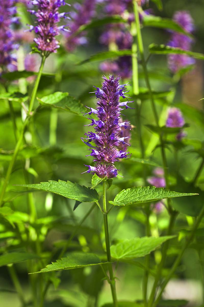 Mint Flower seeds for Planting Cut Flower Favorite, Heirloom & GMO Free Seeds for Home Garden vegetable and garden seeds