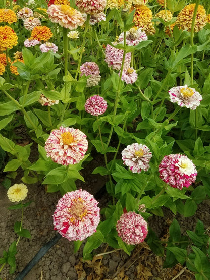 Elegans Peppermint Flower seeds for Planting Garden Favorite Heirloom & GMO Free Seeds for Home Garden