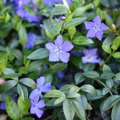 Vinca Periwinkle Flower seeds for Planting Fragrant Blossoms Heirloom & GMO Free Seeds for Home Garden