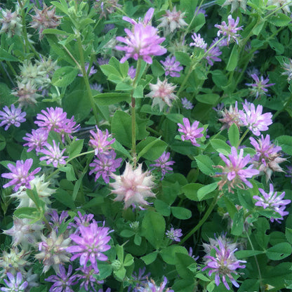 Heirloom Persian Clover Flower seeds for Planting Hardy Variety Heirloom & GMO Free Seeds for Home Garden