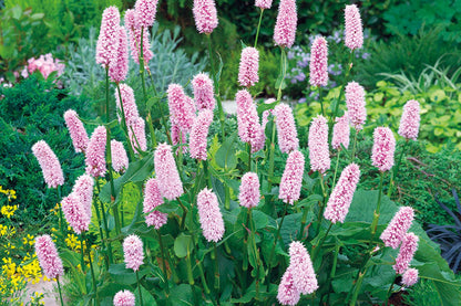 Pink Polygonum Bistorta Flower seeds for Planting - Bright Blooms, Heirloom & GMO Free Seeds for Home Garden