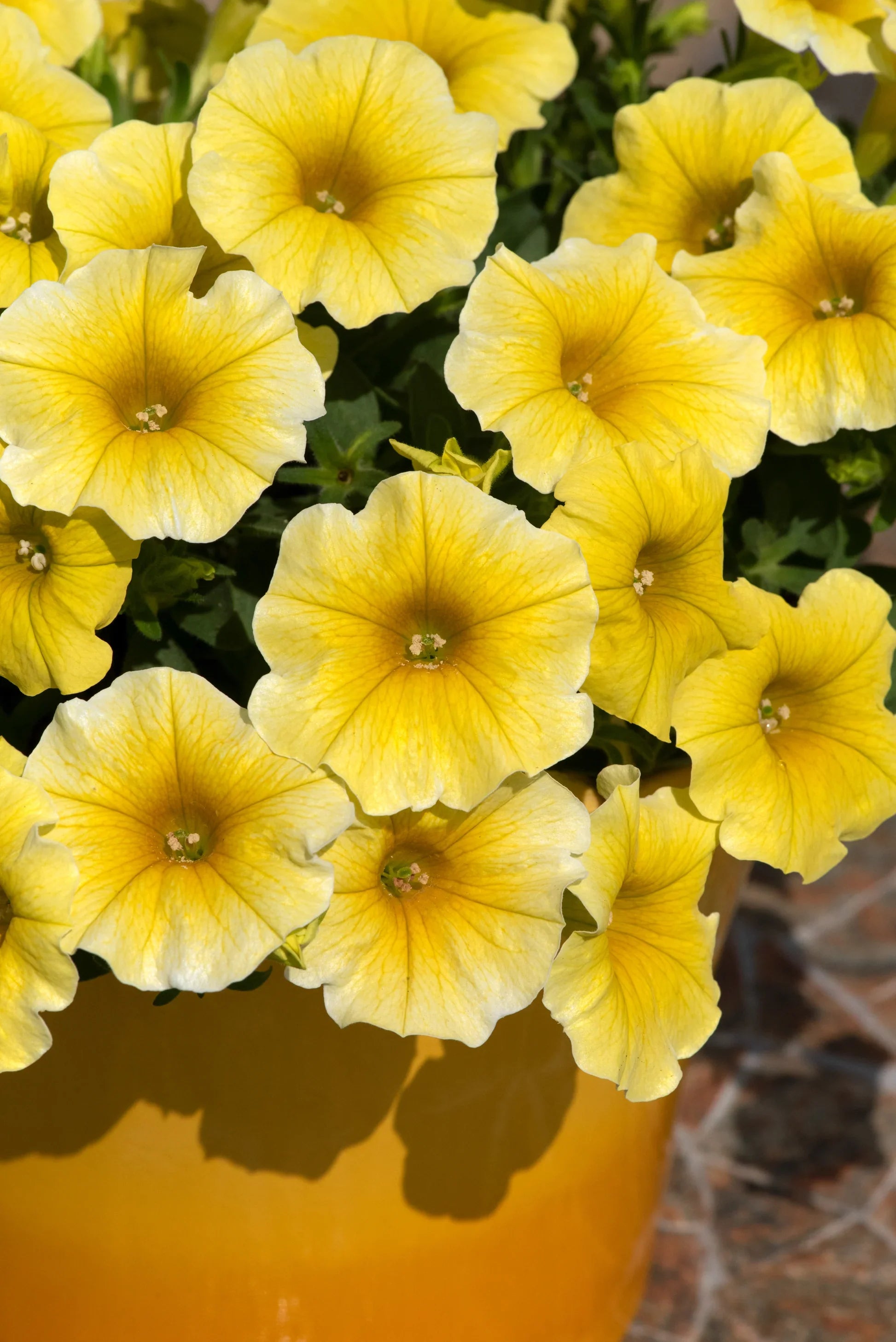 White Yellow Calibrachoa Flower seeds for Planting Wildflower Mix, Heirloom & GMO Free Seeds for Home Garden vegetable and garden seeds