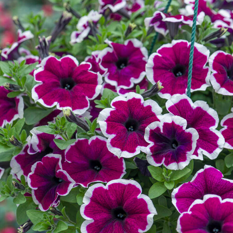 Burgundy White Petunia Flower seeds for Planting Perfect for Borders Heirloom & GMO Free Seeds for Home Garden
