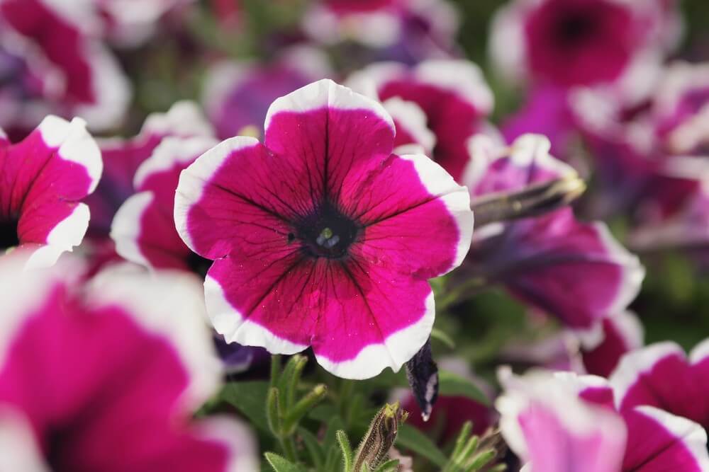 Burgundy White Petunia Flower seeds for Planting Perfect for Borders Heirloom & GMO Free Seeds for Home Garden