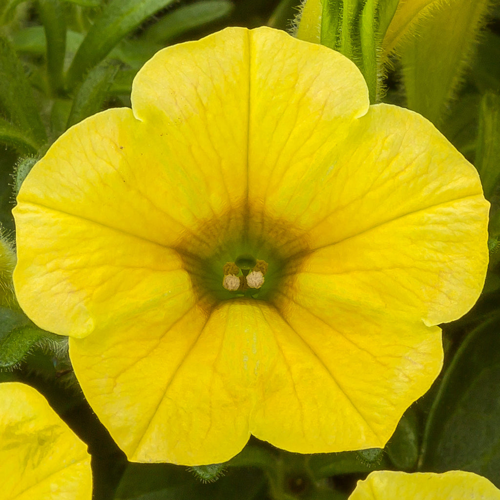 Premium Yellow Petunia Flower seeds for Planting Perfect for Borders, Heirloom & GMO Free Seeds for Home Garden seeds