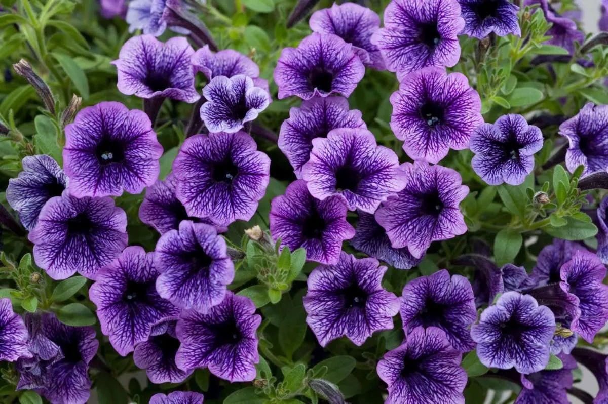 Futaba Petunia Kabloom Calibrachoa Seeds Tinted Purple Flower seeds for Planting Low Maintenance Heirloom & GMO Free Seeds for Home Garden