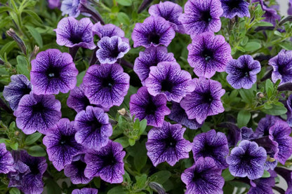 Futaba Petunia Kabloom Calibrachoa Seeds Tinted Purple Flower seeds for Planting Low Maintenance Heirloom & GMO Free Seeds for Home Garden
